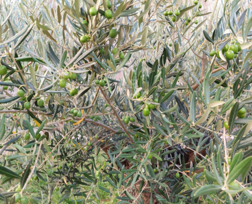 Oljka Olive Oil Bliss Intiniti